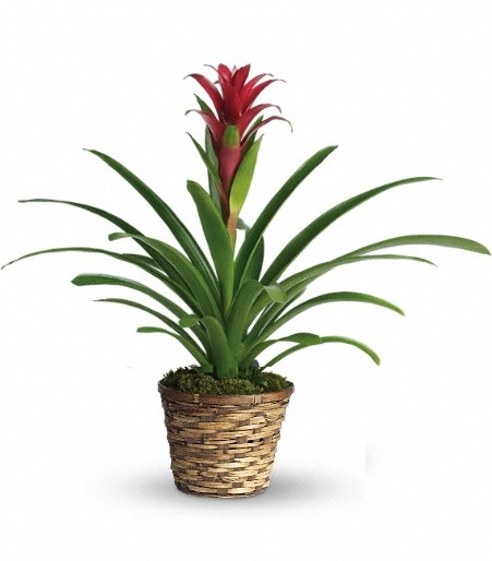 Bromeliad