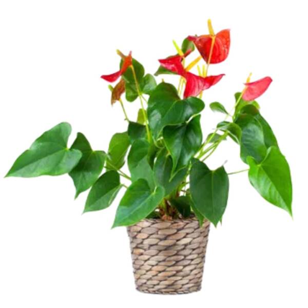 Anthurium